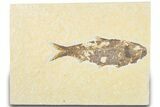 Detailed Fossil Fish (Knightia) - Wyoming #318495-1